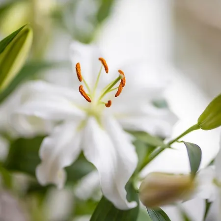 Altstadt-chalet @conny's *