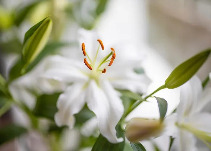 Altstadt-chalet @conny's *